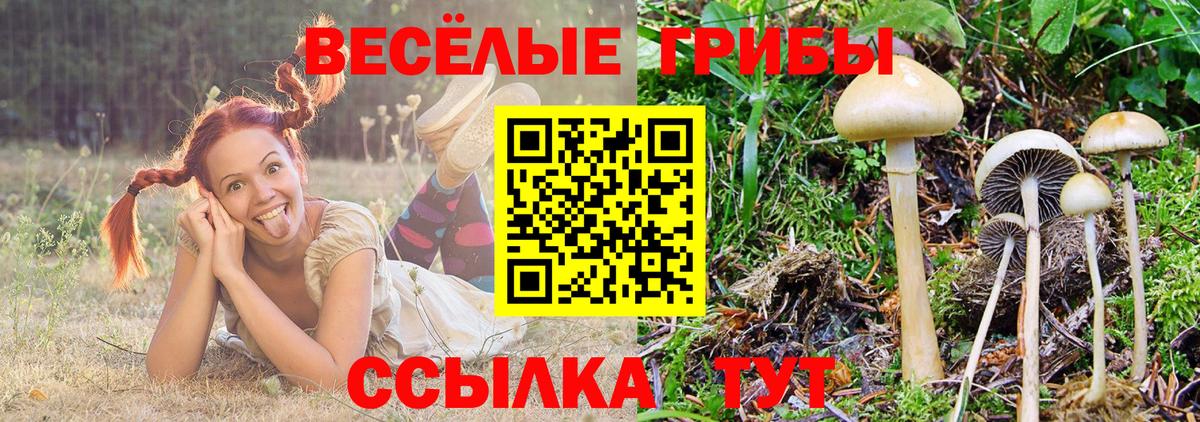 Псилоцибиновые грибы Cubensis  Вход с VPN  где продают   Орск 